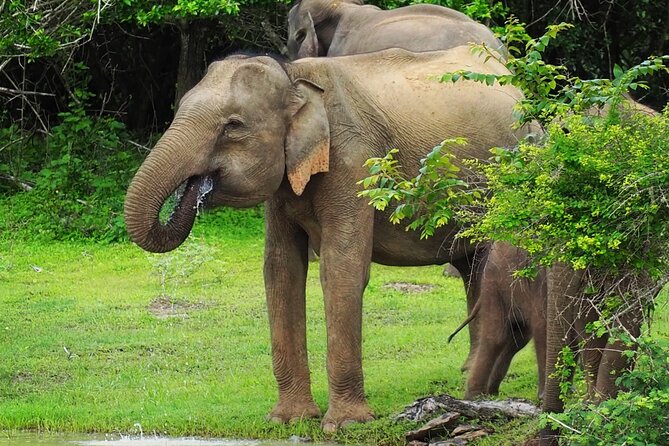 From Ella: Private Yala Safari & Transfer/Tangalle/Mirissa/Galla - Breakfast, binoculars, and the small comforts