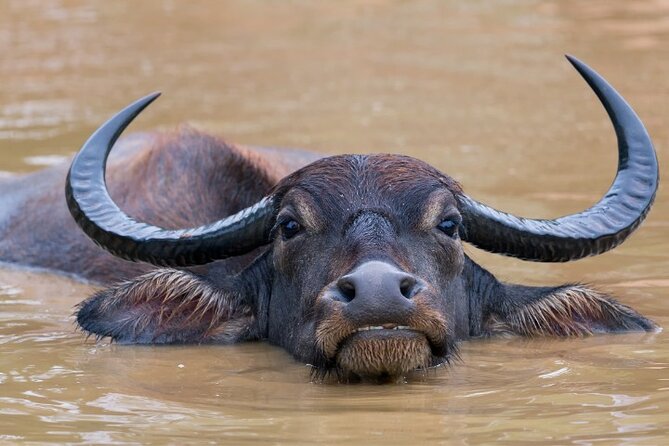 From Ella: Private Yala Safari & Transfer/Tangalle/Mirissa/Galla - What the $78 price really means