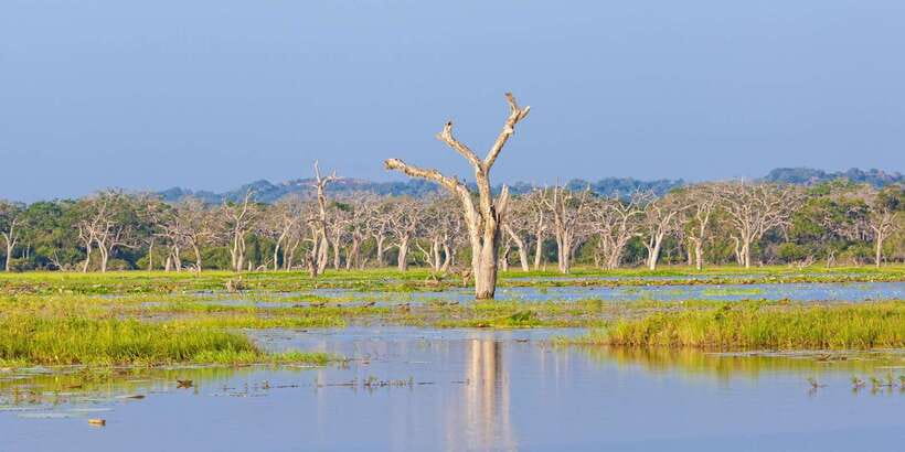 From Ella: Shuttle to Down South Any Location w Yala Safari - The animals you might see