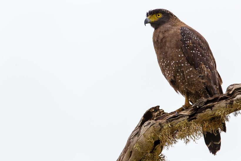 From Ella: Shuttle to Tangalle/Hiriketiya with Yala Safari - Booking advice for a smoother day