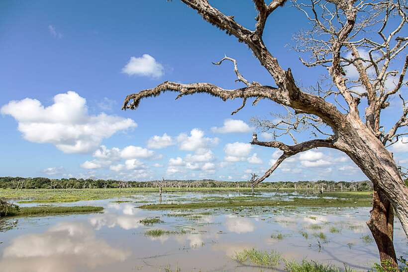 From Ella: Shuttle to Tangalle/Hiriketiya with Yala Safari - Who should book this Ella transfer?