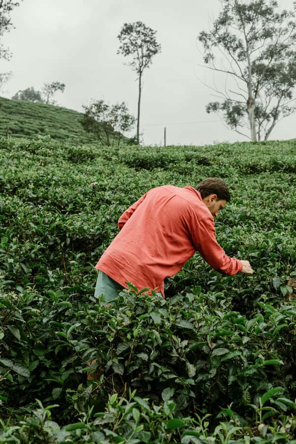 From Ella: Tea Adventure in Haputale with Village Lunch - Quick take: what makes this tea outing special