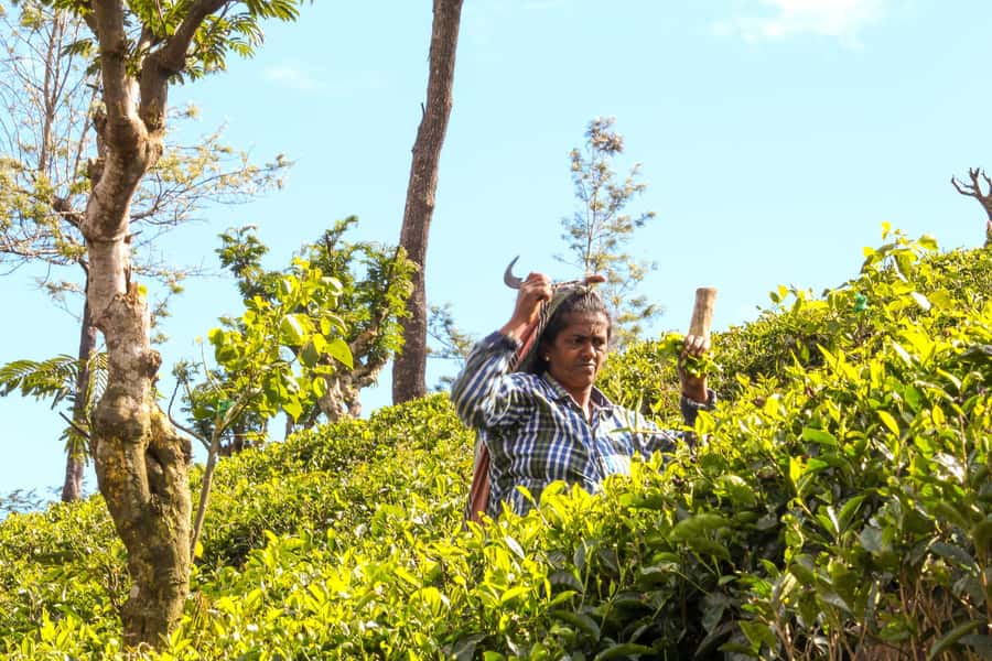 From Ella: Tea Adventure in Haputale with Village Lunch - Tuk-tuk rides through the highlands