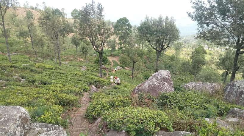 From Ella: Tea Adventure in Haputale with Village Lunch - Tasting different grades of Ceylon tea