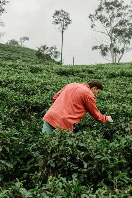 From Ella: Tea Adventure in Haputale with Village Lunch - A village lunch worth making time for