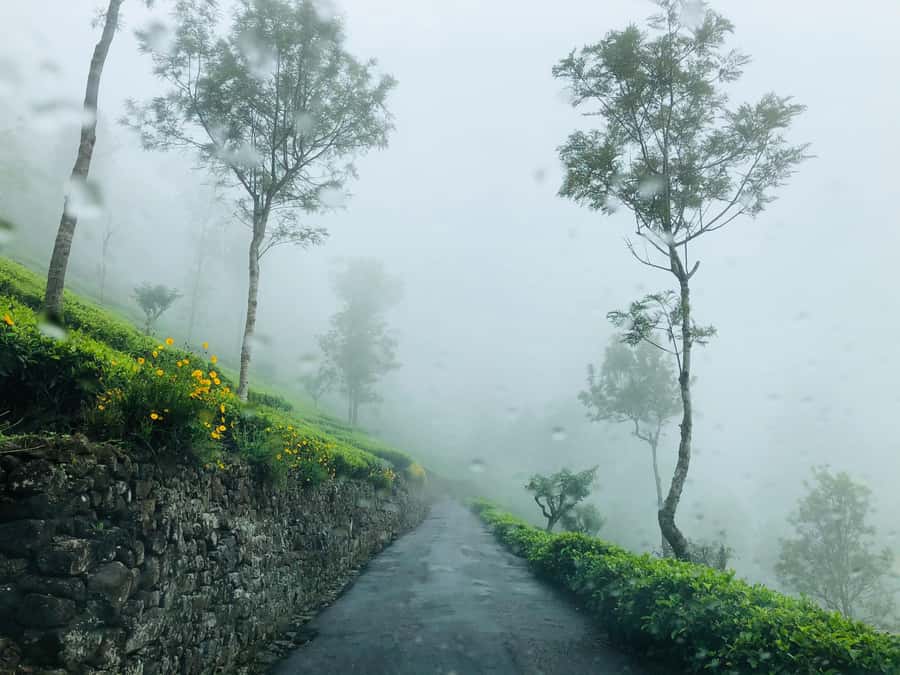 From Ella: Tea Adventure in Haputale with Village Lunch - Pickup from Ella, Haputale, and nearby towns