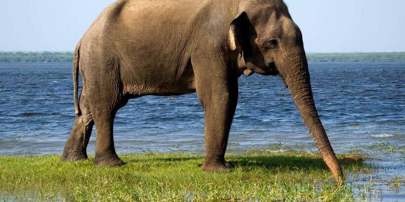 From ELLA to ARUGAM-BAY transfer with YALA Safari Tour - Who Will Get the Most From This Experience?