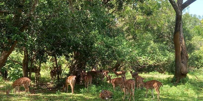 From Ella: Udawalawe National Park Safari Tour - Key things to know before booking