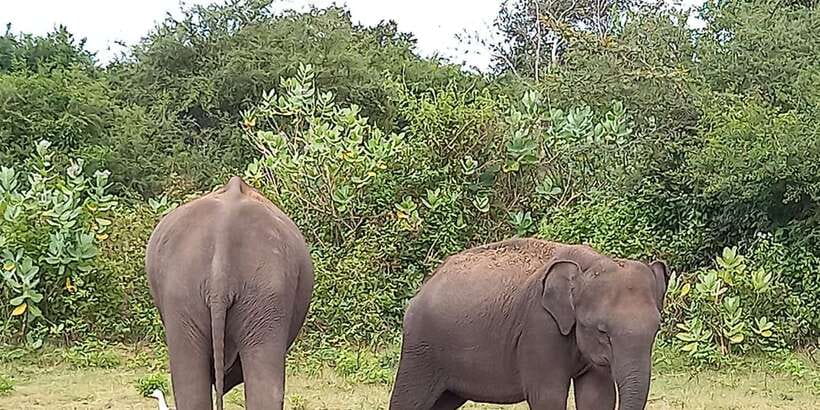 From Ella: Udawalawe National Park Safari Tour - Why Gimhana’s guiding earns attention
