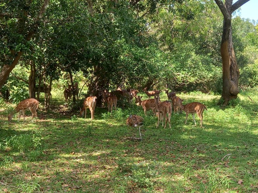 From Ella: Udawalawe National Park Safari Tour - A slower safari can be the better safari