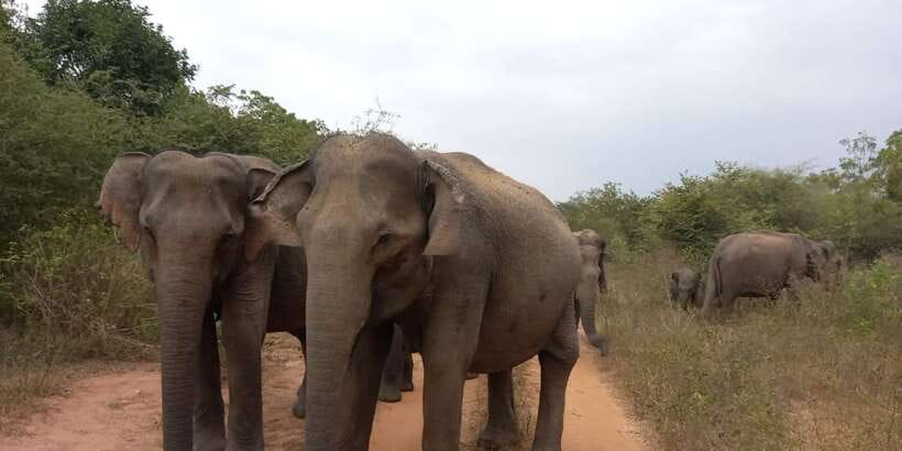 From Ella: Udawalawe National Park Safari Tour - Should you book the Ella to Udawalawe safari?