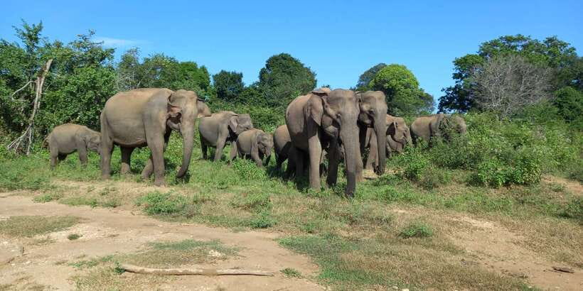 From Ella: Udawalawe National Park Safari Tour - The open-top Jeep is the main event