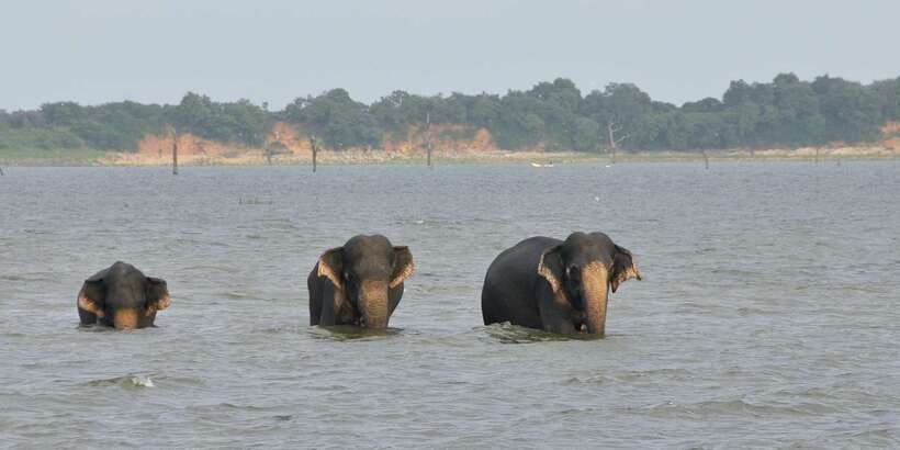 From Ella: Udawalawe Safari with Elephant Transit Home - Practical booking advice for the best day