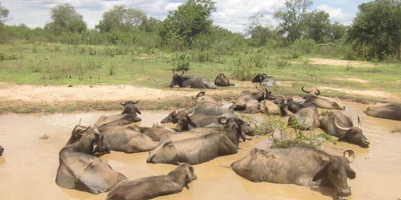 From Ella: Udawalawe Safari with Elephant Transit Home - Why Udawalawe is worth the long ride from Ella