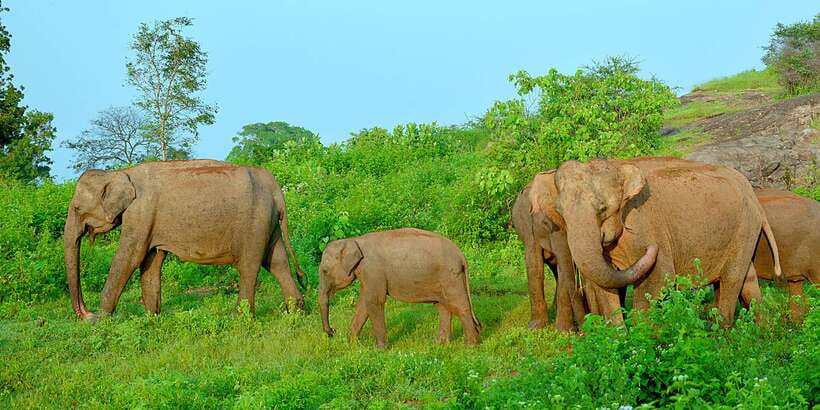 From Ella: Udawalawe Safari with Elephant Transit Home - Who should book this day trip?