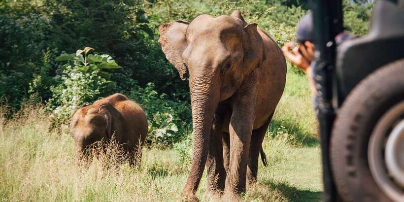 From Ella: Udawalawe Safari with Elephant Transit Home Visit - The animals you might see