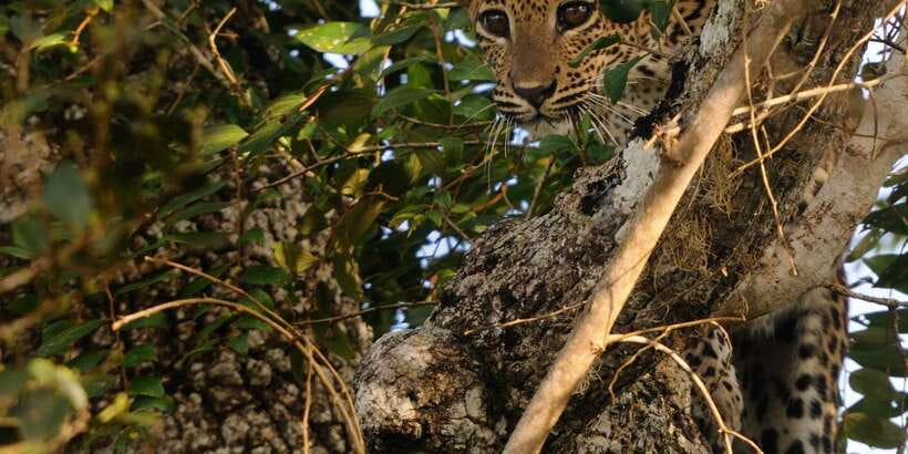 From Ella: Yala National Park Jeep Safari Tour - My verdict: book it if Yala matters most