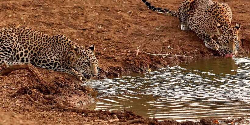 From Ella: Yala National Park Jeep Safari Tour - Entering Ruhunu National Park
