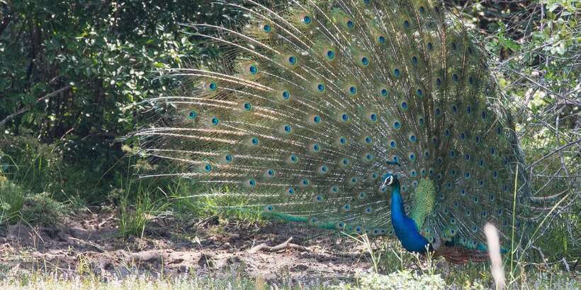From Ella: Yala National Park Jeep Safari Tour - Elephants, leopards, and the animals between