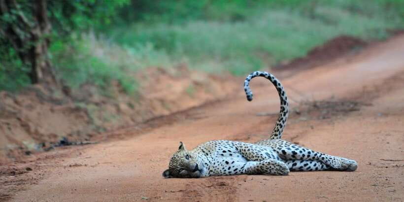 From Ella: Yala National Park Jeep Safari Tour - What the strongest feedback tells you