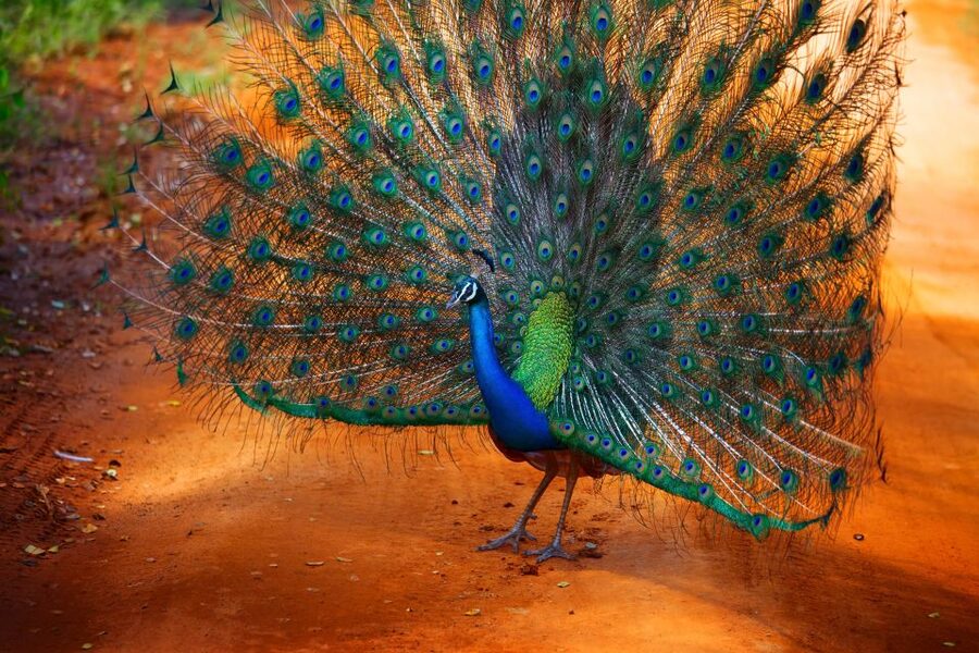 From Ella: Yala National Park Jeep Safari Tour - Who should book this day trip?