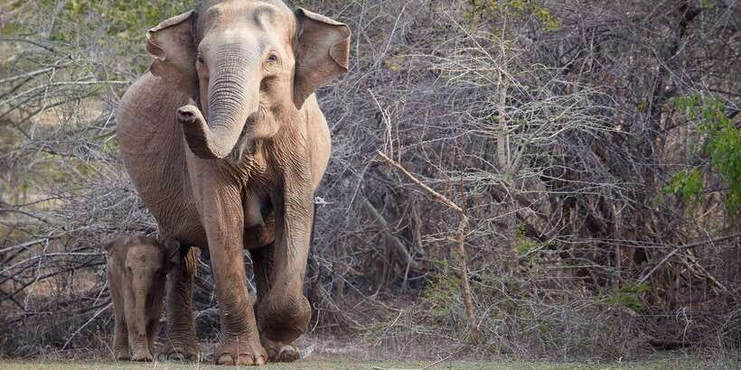 From Ella: Yala National Park Jeep Safari Tour - Pickup details that can save you trouble