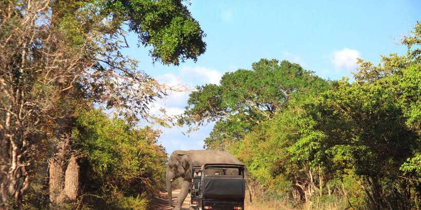 From Ella: Yala National Park Jeep Safari Tour - The morning transfer from Ella