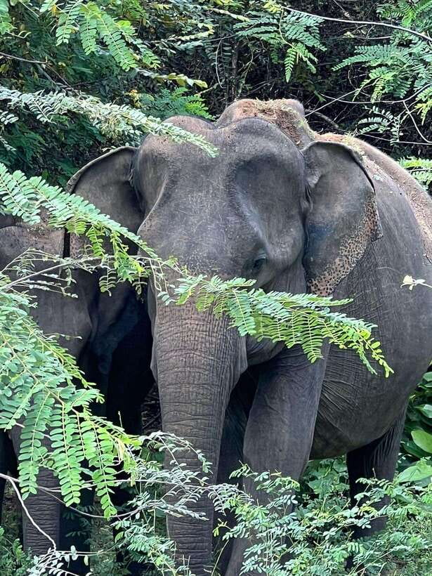 From Ella - Yala National Park Leopard Safari Tour - Key points to know before booking