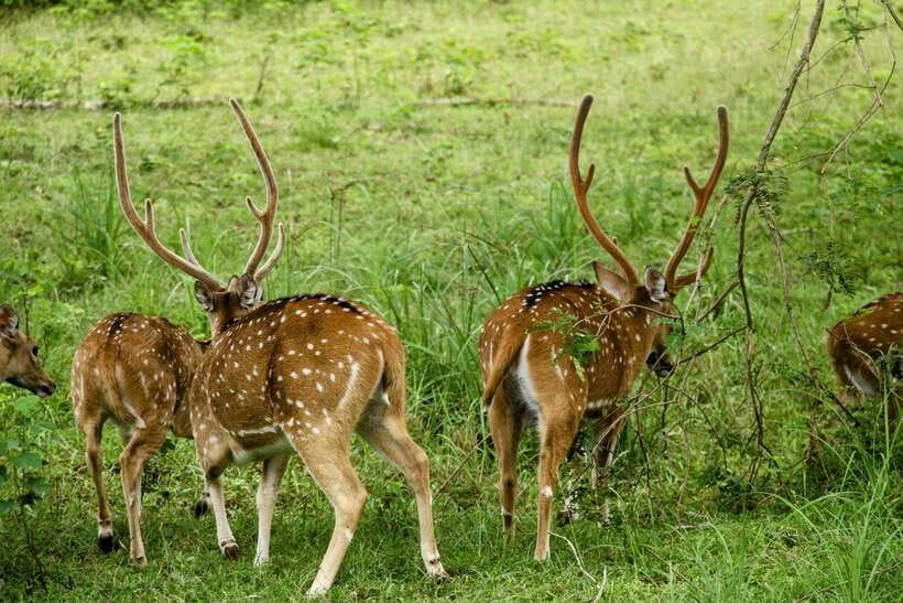 From Ella - Yala National Park Leopard Safari Tour - Your best chance of seeing a leopard