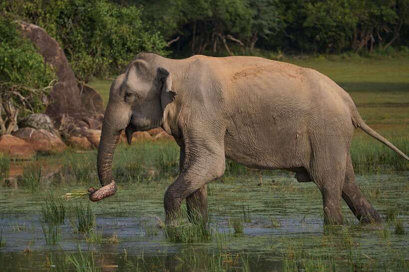 From Ella - Yala National Park Leopard Safari Tour - Comfort, safety, and the return to Ella