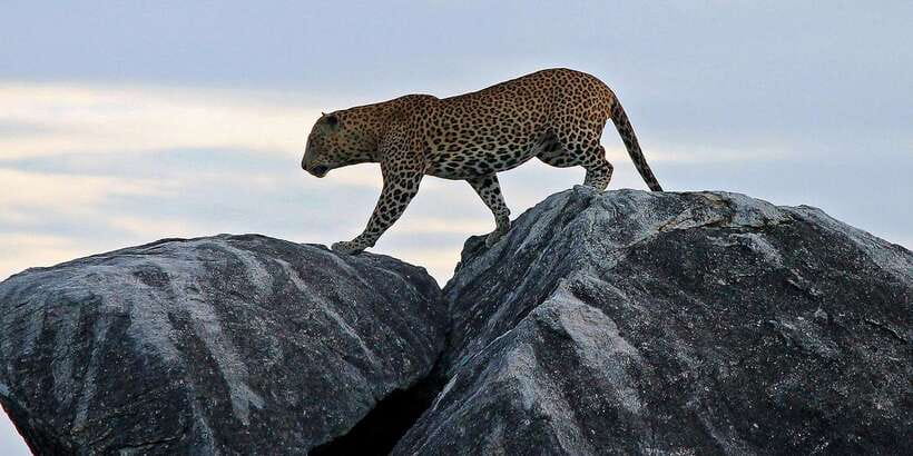 From Ella: Yala National Park Safari Tour in a 4x4 - Why the guide can make or break the day