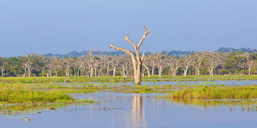 From Ella: Yala National Park Safari Tour in a 4x4 - The real price: $49 plus the park fee