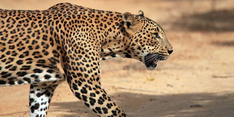From Ella: Yala National Park Safari Tour in a 4x4 - Sunrise or afternoon: choosing your departure