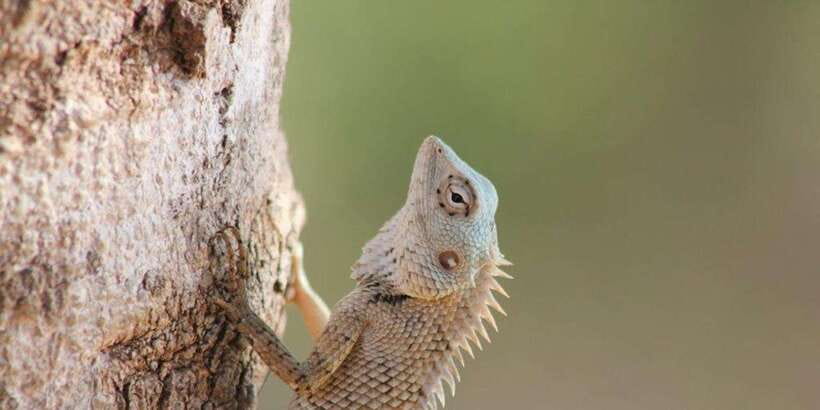 From: Ella - YALA Safari - Drop off: Arugam Bay / Arugambay - The timing, comfort, and safety trade-offs