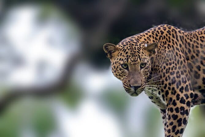 From: Ella - YALA Safari - Drop off: Arugam Bay / Arugambay - Yala from 6:00 to 8:00 a.m., the best part of the day