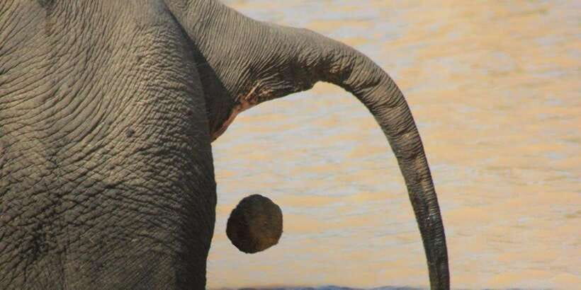 From: Ella - YALA Safari - Drop off: Arugam Bay / Arugambay - What the $110 price really covers