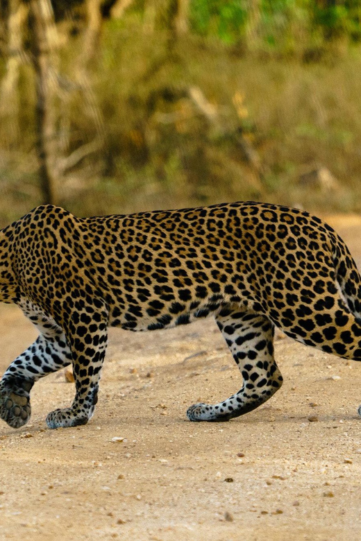 From Ella - Yala Safari - Drop-off : Galle/Mirissa/Hikkaduwa - Who will enjoy this safari most