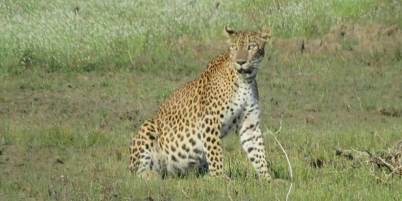 From Ella - Yala Safari - Drop-off : Galle/Mirissa/Hikkaduwa - Four hours among Yala’s animals