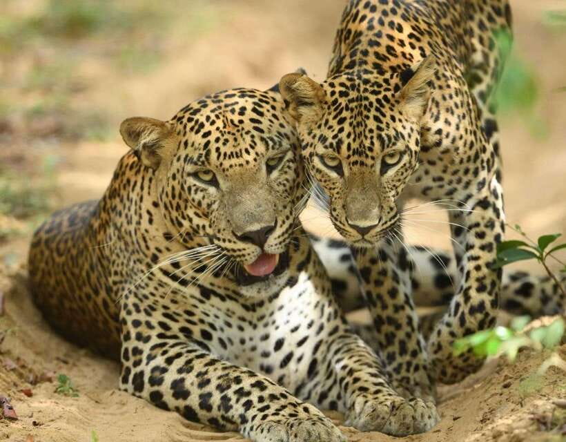 From Ella: Yala Safari Tour with Drop at Tangalle/Hiriketiya - The Tangalle and Hiriketiya drop-off