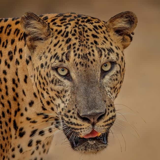 From Ella: Yala Safari & Transfer to Tangalle/Mirissa/Galle - Key points before you book