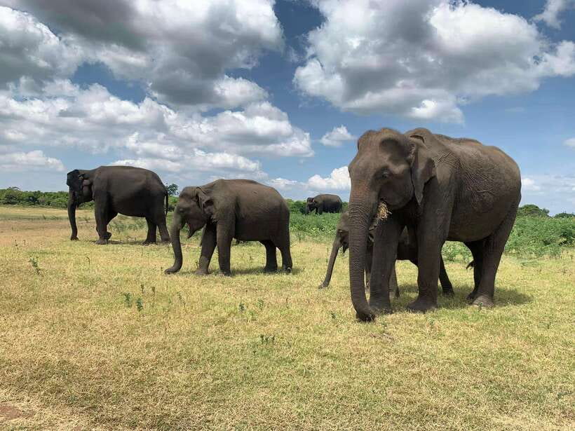 From Ella: Yala Safari with Tangalle/Mirissa/Galle Drop-off - What the wildlife sightings are really worth
