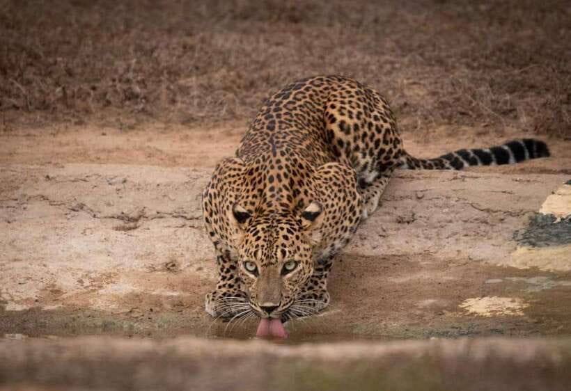 From Ella: Yala Safari with Tangalle/Mirissa/Galle Drop-off - The early pickup from Ella