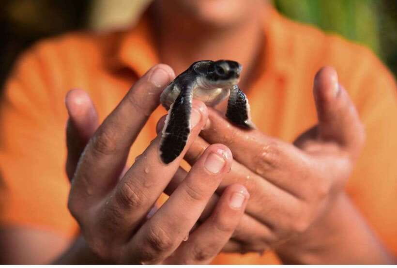 From Galle: Exclusive Madu River Safari & Turtle Hatchery - Why this four-and-a-half-hour trip works