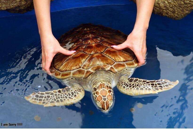 From Galle: Exclusive Madu River Safari & Turtle Hatchery - Is $75 a fair price?