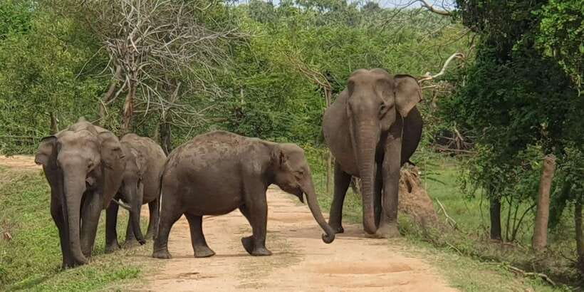 From Galle/Hikkaduwa/Mirissa Trip to Udawalawe Safari Tour - Key points at a glance