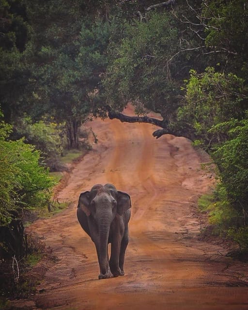 From Galle/Hikkaduwa/Mirissa Trip to Udawalawe Safari Tour - Should you book it?