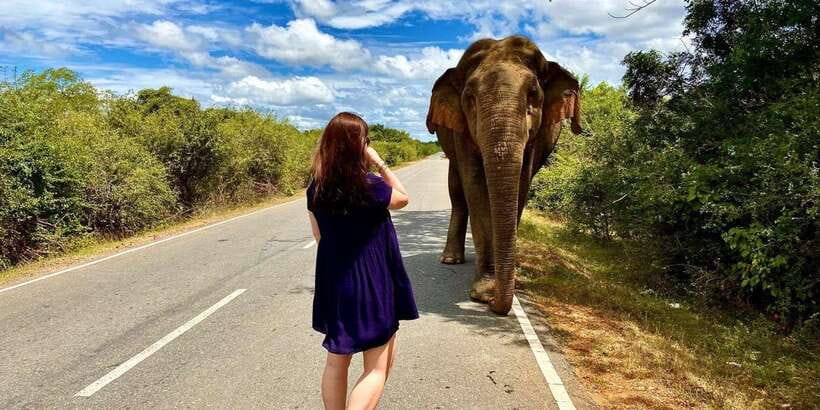 From Galle/Hikkaduwa/Mirissa Trip to Udawalawe Safari Tour - The Elephant Transit Home and its conservation role