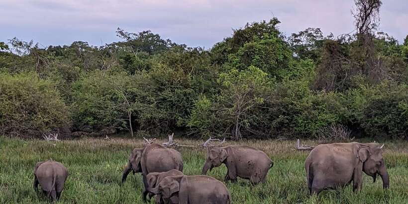 From Galle/Hikkaduwa/Mirissa Trip to Udawalawe Safari Tour - Timing, comfort, and what to bring