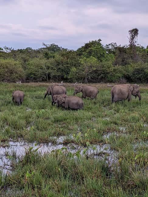 From Galle/ Mirissa/ Tangalle : Udawalawa Safari & Drop Ella - Key points at a glance
