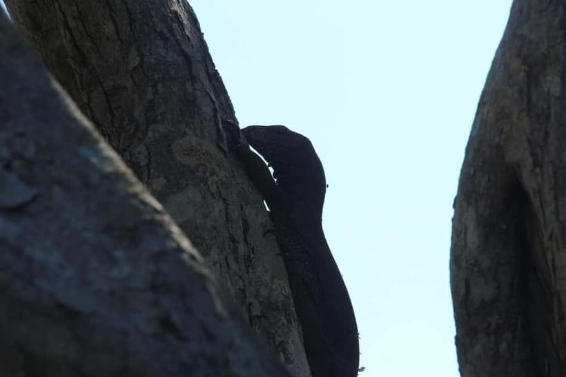 From Galle/ Mirissa/ Tangalle : Udawalawa Safari & Drop Ella - Practical advice before you book
